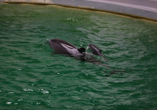 galerie foto cu Pui delfin la Delfinariul Constanța
