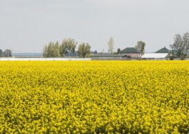 Fertilizarea foliară în rapiță: cum să obții o recoltă abundentă și de calitate