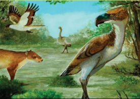 Niște păsări carnivore de doi metri făceau legea în Antarctica, acum 50 de milioane de ani