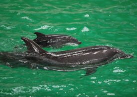 Premieră în România - primul pui de delfin viabil născut la Delfinariul Constanța (Galerie foto)
