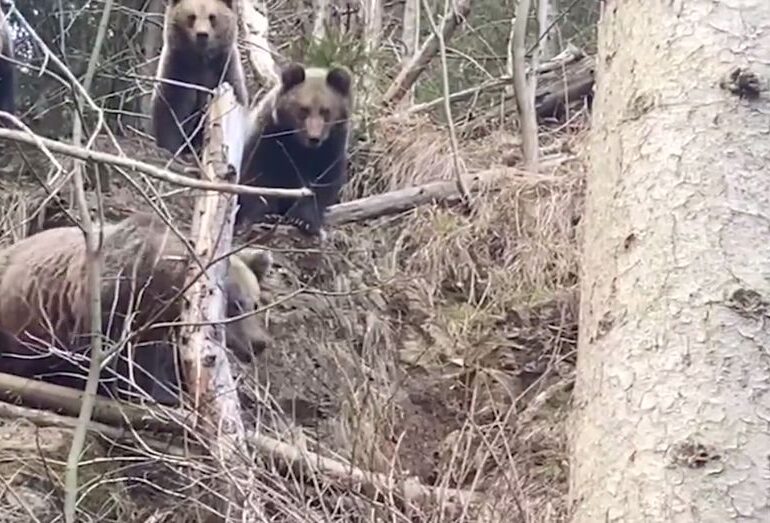 Imagini inedite filmate într-o pădure din Suceava. Cum reacționează o ursoaică cu trei pui, atunci când vede un pădurar (Video)