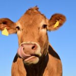 S-a obținut laptele pentru diabetici. 100 de vaci ar putea oferi necesarul de insulină al unei întregi țări