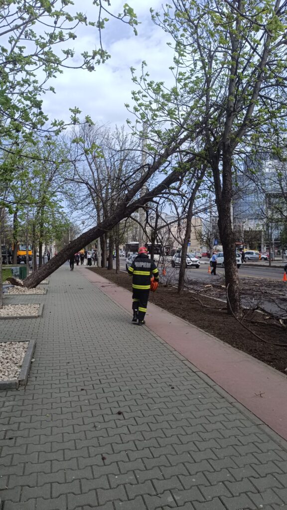 copac căzut București