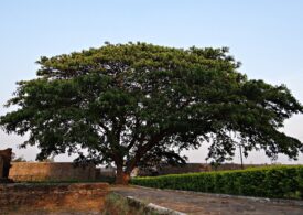 Frunzele unui copac pot să combată metastazele cancerului
