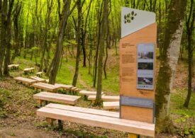 "Pădurea-parc Făget - plămânul verde al Clujului", printre câștigătorii Noului Bauhaus European (Galerie foto)