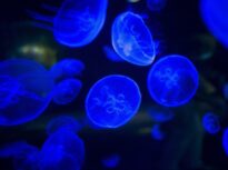 Când a apărut bioluminiscența, una dintre cele mai stranii trăsături din natură
