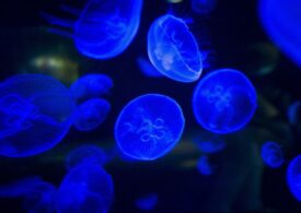 Când a apărut bioluminiscența, una dintre cele mai stranii trăsături din natură