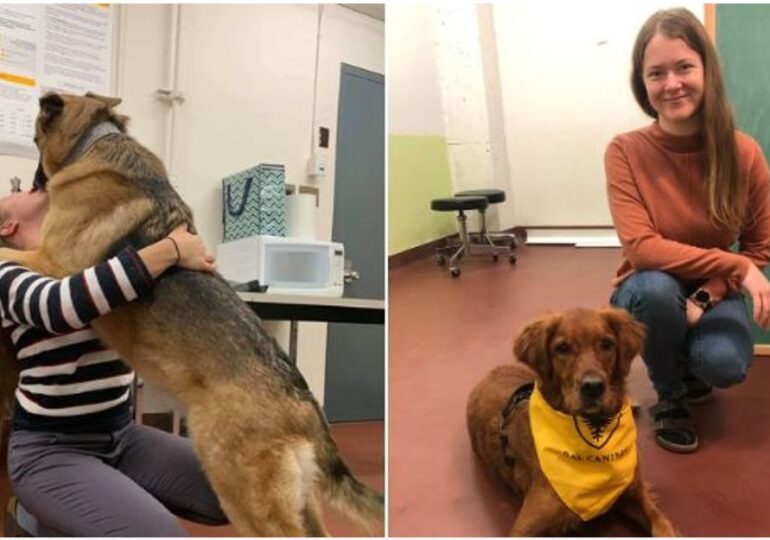 S-a mai descoperit un talent al câinilor, pe lângă cel de a depista cancerul