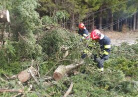 Vijelia a făcut ravagii în 13 județe. Doar în București au căzut 194 de copaci, dintre care unul peste un tramvai (Foto)