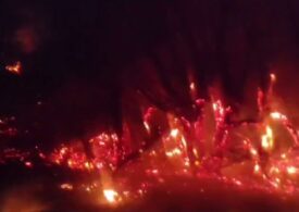 Incendiu de proporții într-o pădure din Galați. Focul s-a extins pe 10 hectare (Video)