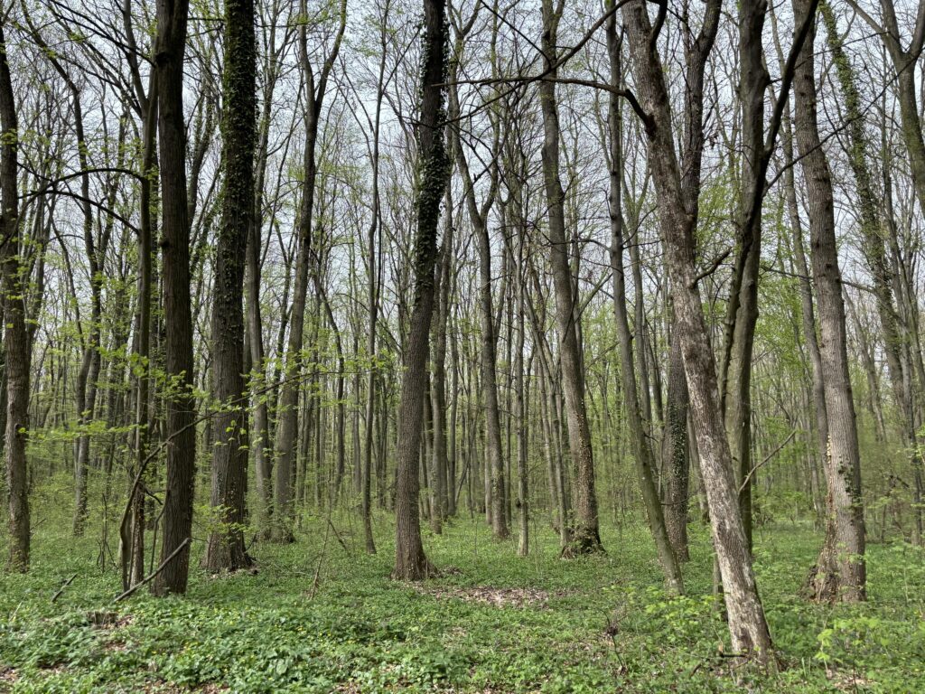 Pădurile României produc mai mult lemn ca media europeană, dar uscarea arborilor devine o problemă tot mai mare