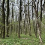 Românii își fură până și aerul pe care îl respiră. Păduri incendiate pentru a ascunde fraude sau plantate doar pe hârtie