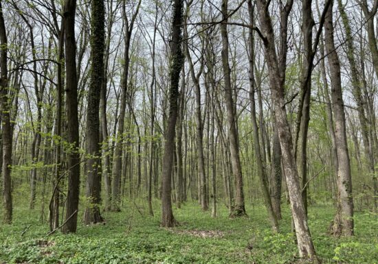 Victorie pentru natură: Tribunalul suspendă radierea unei rămășițe a Codrilor Vlăsiei din lista ariilor protejate