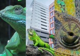 Reptiland București - în topul locurilor de vizitat cu copiii