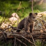 Animale protejate de lege: Care sunt speciile diverse ocrotite prin lege în România