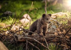 Animale protejate de lege: Care sunt speciile diverse ocrotite prin lege în România