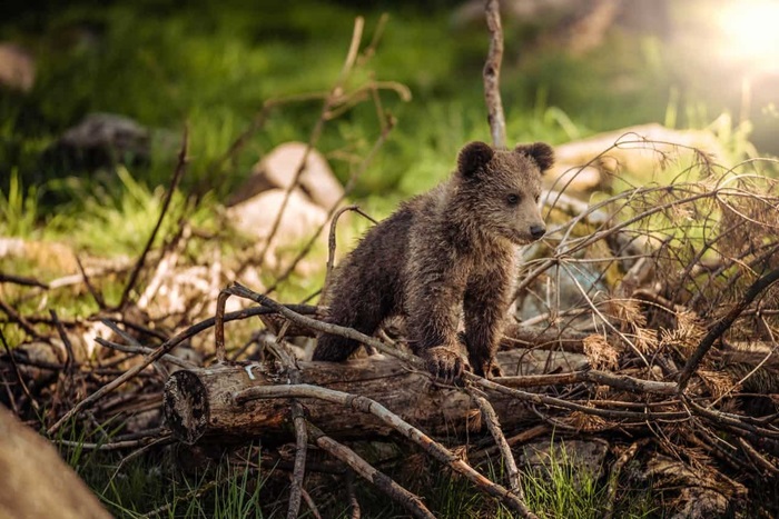 Animale protejate de lege: Care sunt speciile diverse ocrotite prin lege în România