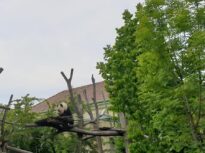 Leni și Lotti au împlinit doi ani. Gemenele panda din Berlin au primit un tort special de gheață