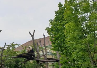 Leni și Lotti au împlinit doi ani. Gemenele panda din Berlin au primit un tort special de gheață