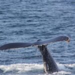 Balenele sei au reapărut în largul coastelor Patagoniei, la 100 de ani după ce au fost considerate dispărute (Video)