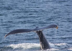 Balenele sei au reapărut în largul coastelor Patagoniei, la 100 de ani după ce au fost considerate dispărute (Video)