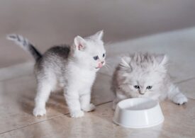Cum să asiguri o alimentație corespunzătoare pisicilor junior