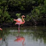 Zeci de păsări flamingo pot fi admirate în Delta Dunării (Video)