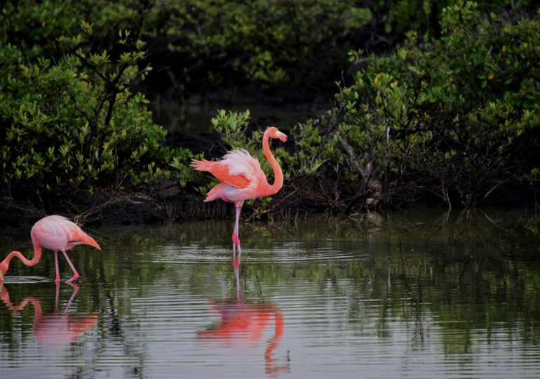 Dozens of flamingos in the Danube Delta (Video)
