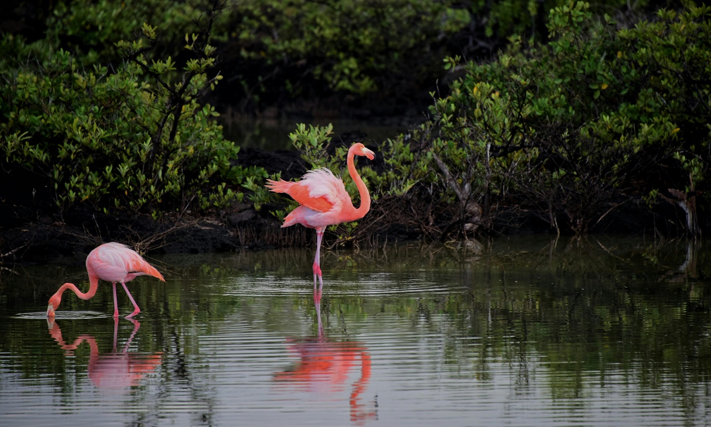 Delta In Science Dozens of flamingos in the Danube Delta (Video) - spotmedia.ro