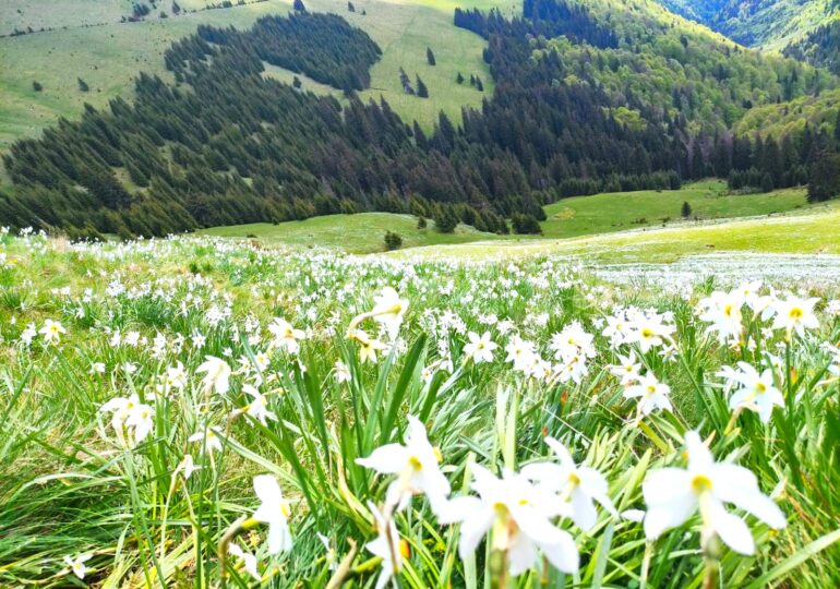 Imagini superbe din Parcul Național Munții Rodnei: Covor alb de narcise (Foto)