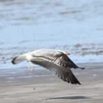 O specie nouă în România a fost observată pe Lacul Tătaru din Brăila (Galerie foto)