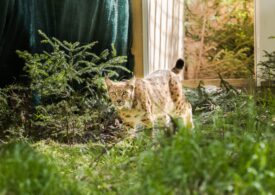 Viorel, the first lynx from Romania sent to Germany