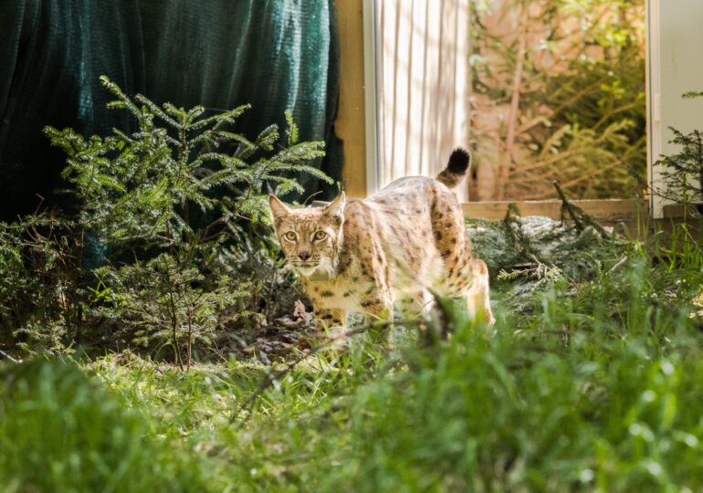 Viorel, the first lynx from Romania sent to Germany