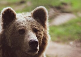A 19-year-old woman was attacked and killed by a bear