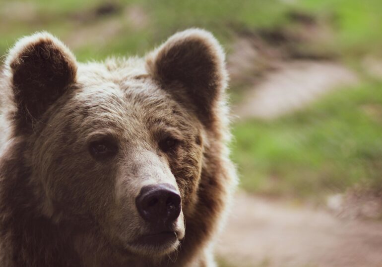Autoritățile fac analize pentru a stabili dacă ursul care ucis o turistă pe Jepii Mici din Bucegi era turbat