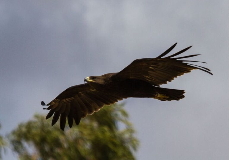 Efectele războiului asupra naturii: Până și vulturii și-au schimbat rutele de zbor