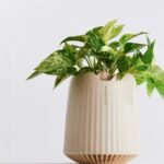 O companie franceză a început să vândă planta care poate înlocui purificatoarele de aer. Cât costă și cum a fost obținută super-planta