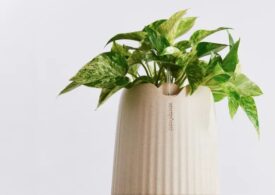 The plant that can replace air purifiers. How much does it cost and how was the super-plant obtained