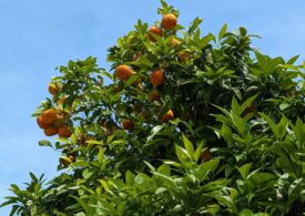 Sucul de portocale, încă un produs de bază ce poate deveni aproape un lux