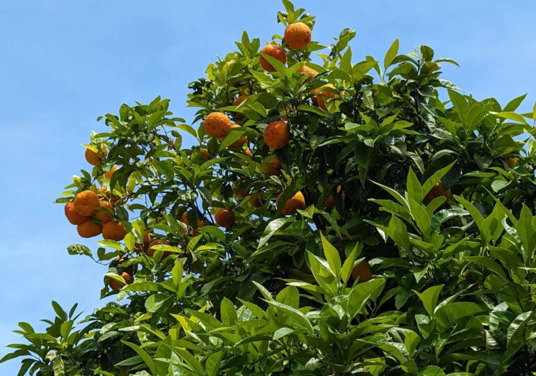 Sucul de portocale, încă un produs de bază ce poate deveni aproape un lux