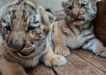 pui de tigru siberian Zoo Oradea
