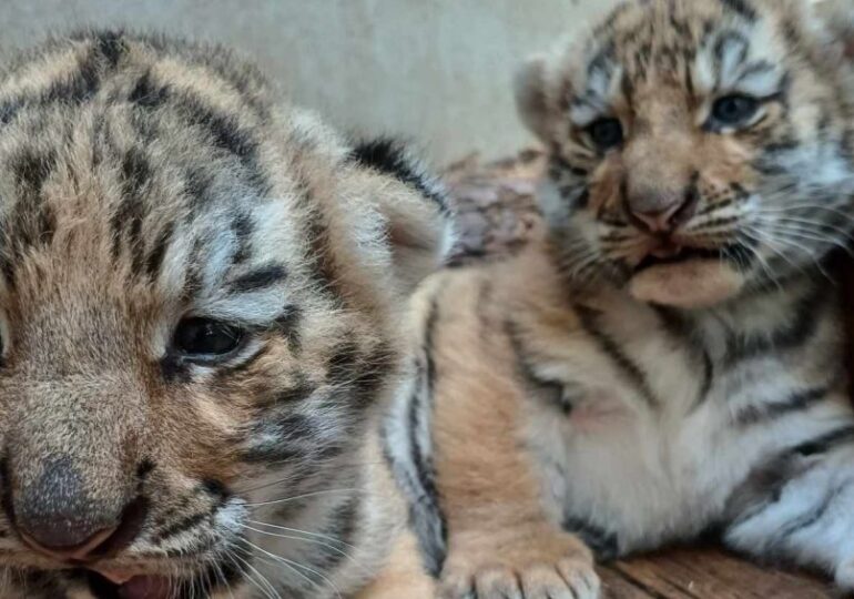 Doi pui de tigru siberian, noile vedete de la Zoo Oradea (Video&Galerie foto)