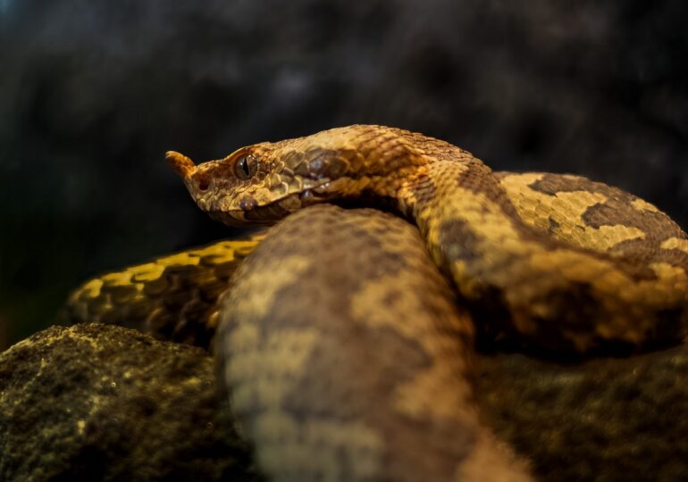 Expert: What species of viper live in Romania, how to identify them and avoid them