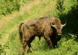Bison brought from Germany and Sweden, as part of a project co-financed by the EU