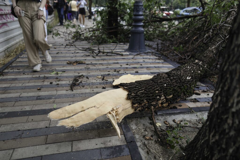 De ce cad copaci în București la fiecare furtună. Cine e de vină și ce ar trebui făcut și nu se face