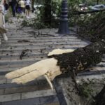 De ce cad copaci în București la fiecare furtună. Cine e de vină și ce ar trebui făcut și nu se face