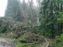 Furtună puternică: Copacii căzuți pe Transalpina au blocat zeci de mașini (Foto)