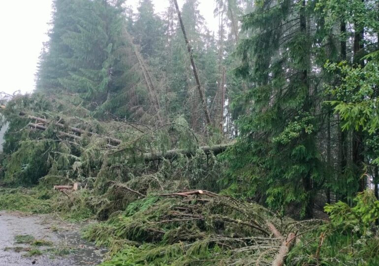 Furtună puternică: Copacii căzuți pe Transalpina au blocat zeci de mașini (Foto)