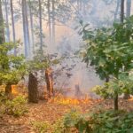 Record de incendii de vegetație în iunie. De aproape trei ori mai multe ca anul trecut. „Nimeni nu răspunde!”