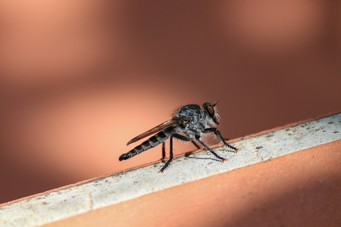Patru măsuri de luat pentru eliminarea pericolului țânțarilor dintr-o locuință